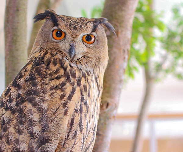 owls-5
