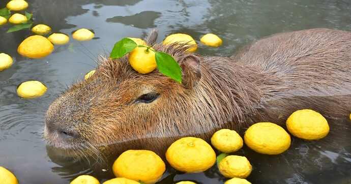 capybara-yuzuyu