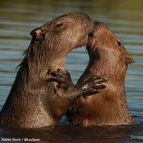 1679654246-capybara-amazon-1000x1000-petition