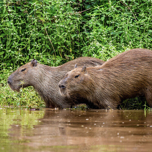 Capybara_02