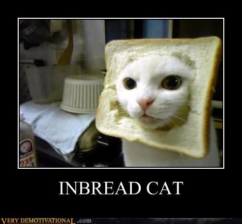 funny-memes-the-in-bread-cat