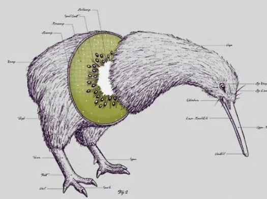 ahh the poor kiwi