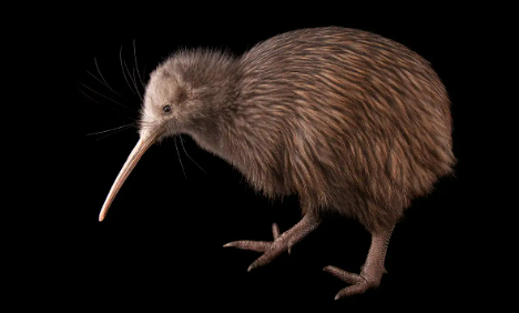kiwiii