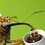 coffeeweevil407