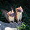 Dark_cat5445