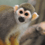 Monkey35Joe